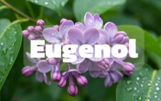 Eugenol: A Key Aroma Chemical in Flavor and Fragrance